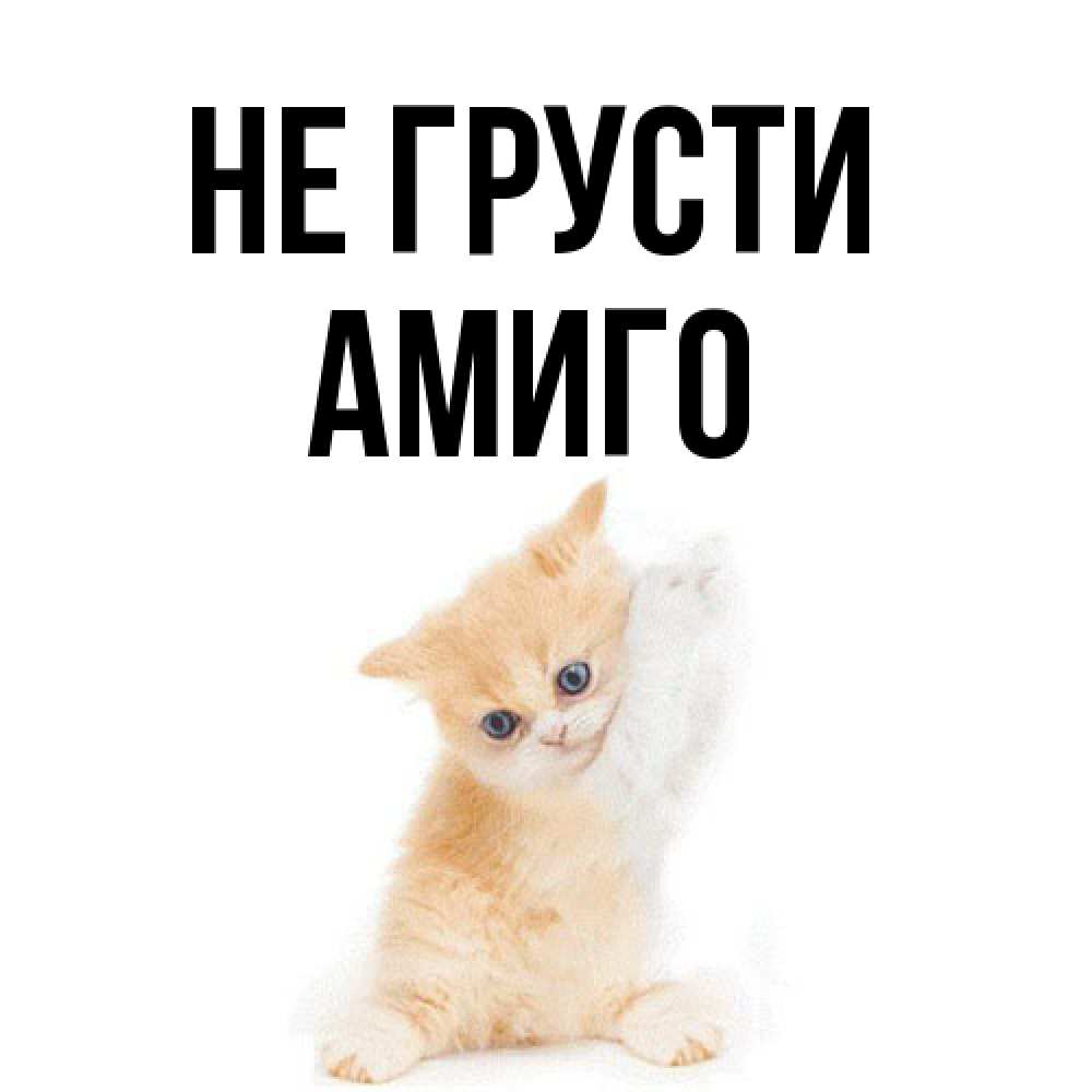 Открытка на каждый день с именем, Амиго Не грусти просящий кот Прикольная открытка с пожеланием онлайн скачать бесплатно 
