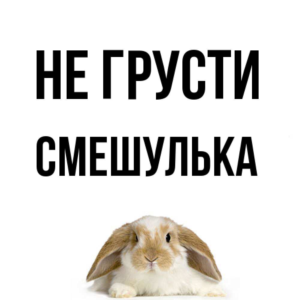 Открытка на каждый день с именем, Смешулька Не грусти коричнево белый заяц с большими ушками Прикольная открытка с пожеланием онлайн скачать бесплатно 