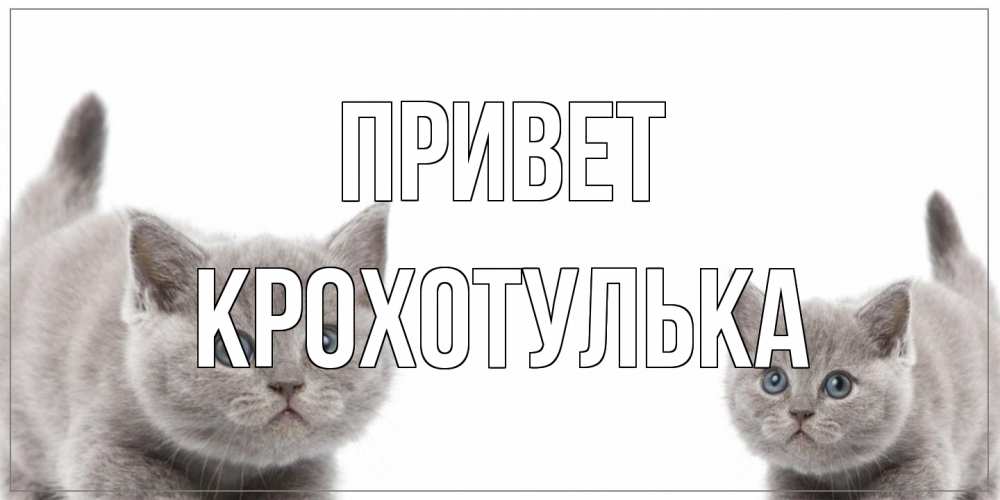 Открытка на каждый день с именем, крохотулька Привет коты Прикольная открытка с пожеланием онлайн скачать бесплатно 