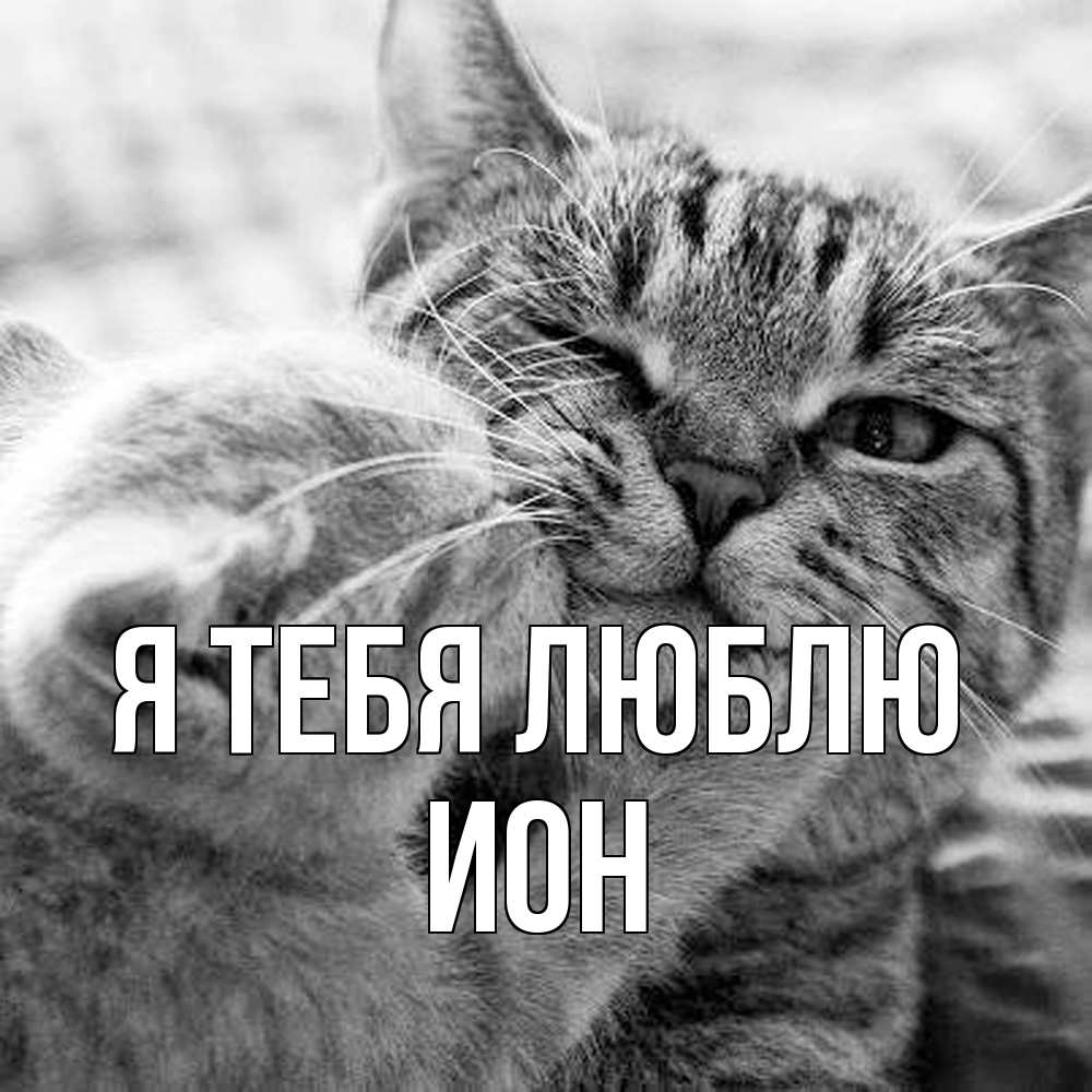 Открытка на каждый день с именем, Ион Я тебя люблю коты Прикольная открытка с пожеланием онлайн скачать бесплатно 