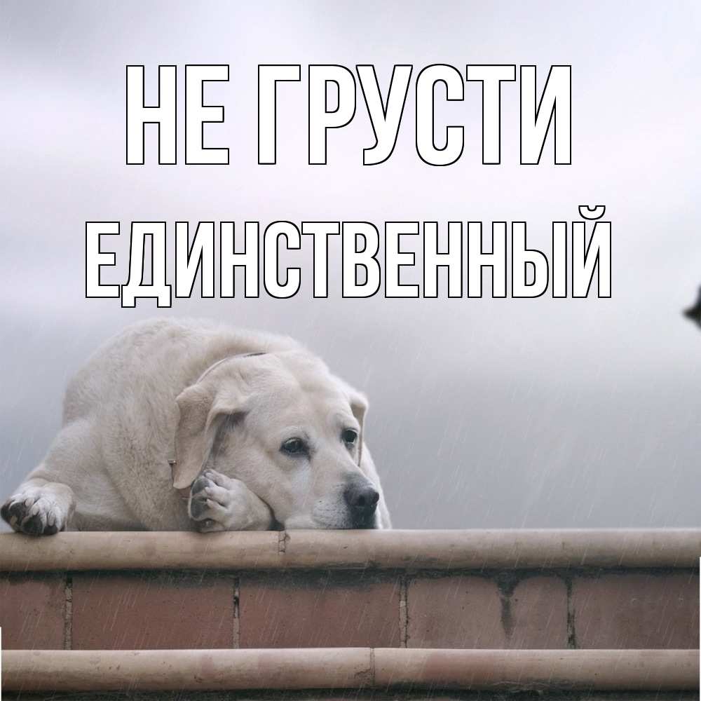 Открытка на каждый день с именем, Единственный Не грусти белый пес 1 Прикольная открытка с пожеланием онлайн скачать бесплатно 
