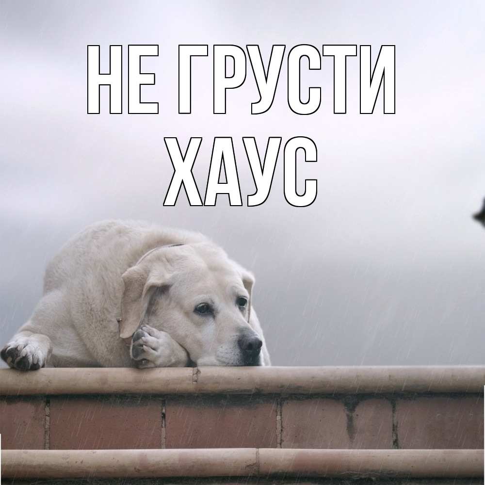 Открытка на каждый день с именем, Хаус Не грусти белый пес 1 Прикольная открытка с пожеланием онлайн скачать бесплатно 