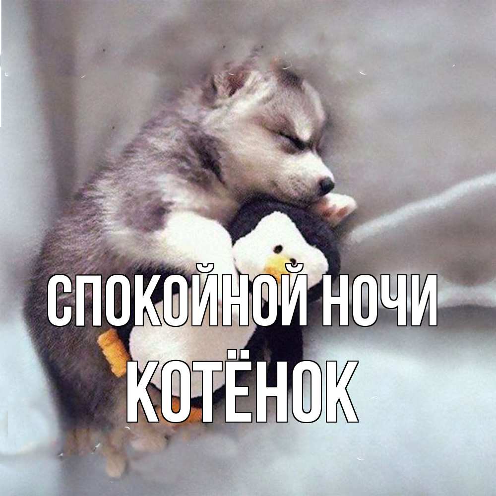 Открытка на каждый день с именем, Котёнок Спокойной ночи обнимашки щенка и пингвина Прикольная открытка с пожеланием онлайн скачать бесплатно 