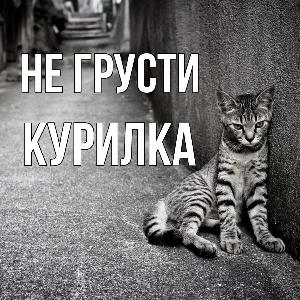 Открытка на каждый день с именем, Курилка Не грусти скучающий котик Прикольная открытка с пожеланием онлайн скачать бесплатно 
