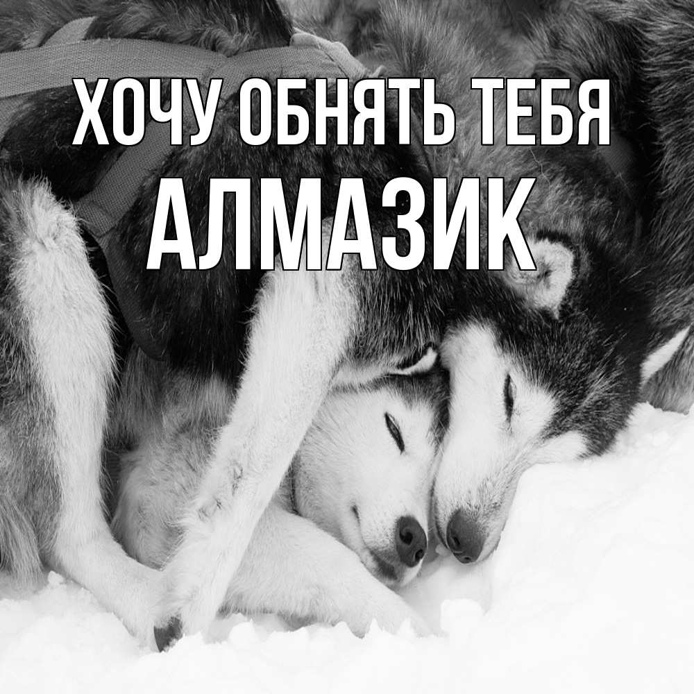 Открытка на каждый день с именем, Алмазик Хочу обнять тебя собачки в упряжке Прикольная открытка с пожеланием онлайн скачать бесплатно 