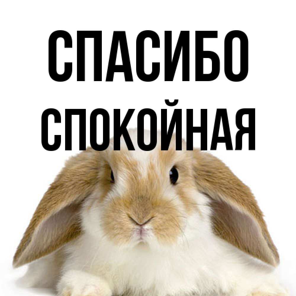 Открытка на каждый день с именем, спокойная Спасибо коричнево белый заяц Прикольная открытка с пожеланием онлайн скачать бесплатно 