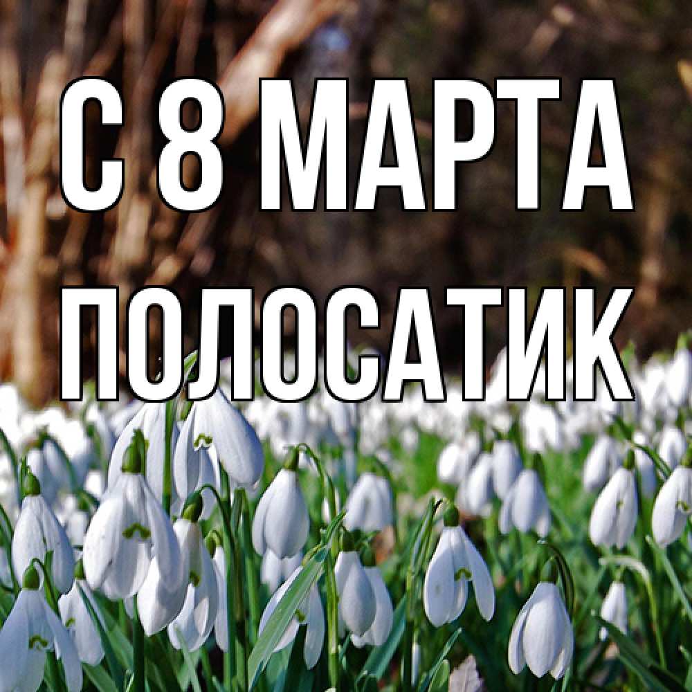 Открытка на каждый день с именем, полосатик C 8 МАРТА с подснежниками 1 Прикольная открытка с пожеланием онлайн скачать бесплатно 