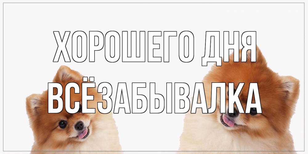 Открытка на каждый день с именем, Всёзабывалка Хорошего дня собачки желают прекрасного дня Прикольная открытка с пожеланием онлайн скачать бесплатно 