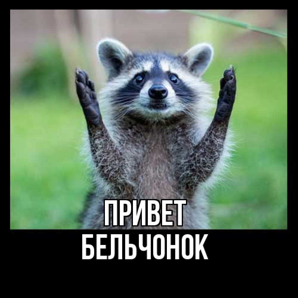 Открытка на каждый день с именем, бельчонок Привет животные Прикольная открытка с пожеланием онлайн скачать бесплатно 