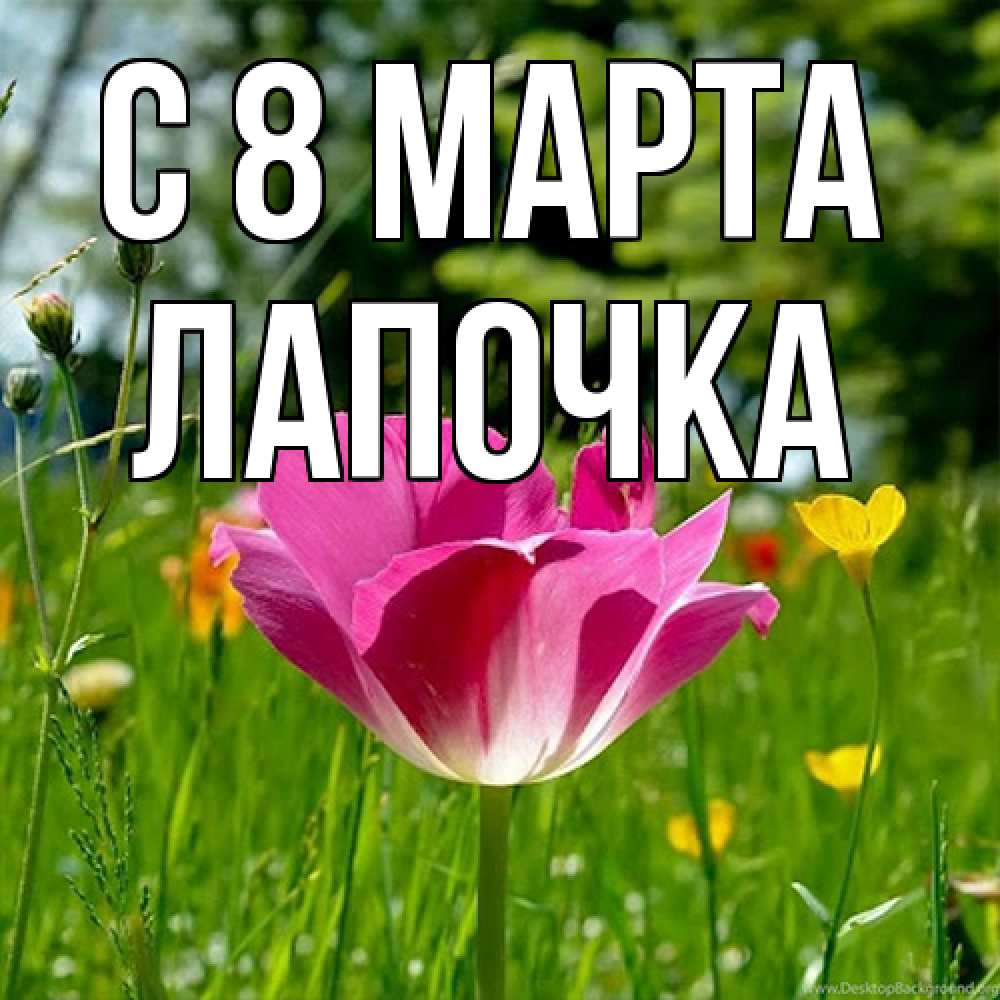 Открытка на каждый день с именем, лапочка C 8 МАРТА полевые цветы Прикольная открытка с пожеланием онлайн скачать бесплатно 