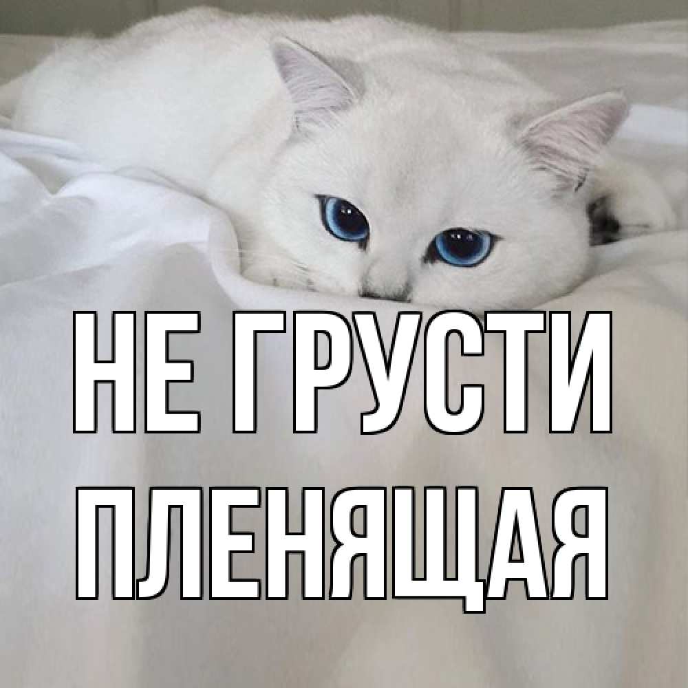 Открытка на каждый день с именем, пленящая Не грусти белый кот с голубыми глазами на белоснежной кровати Прикольная открытка с пожеланием онлайн скачать бесплатно 