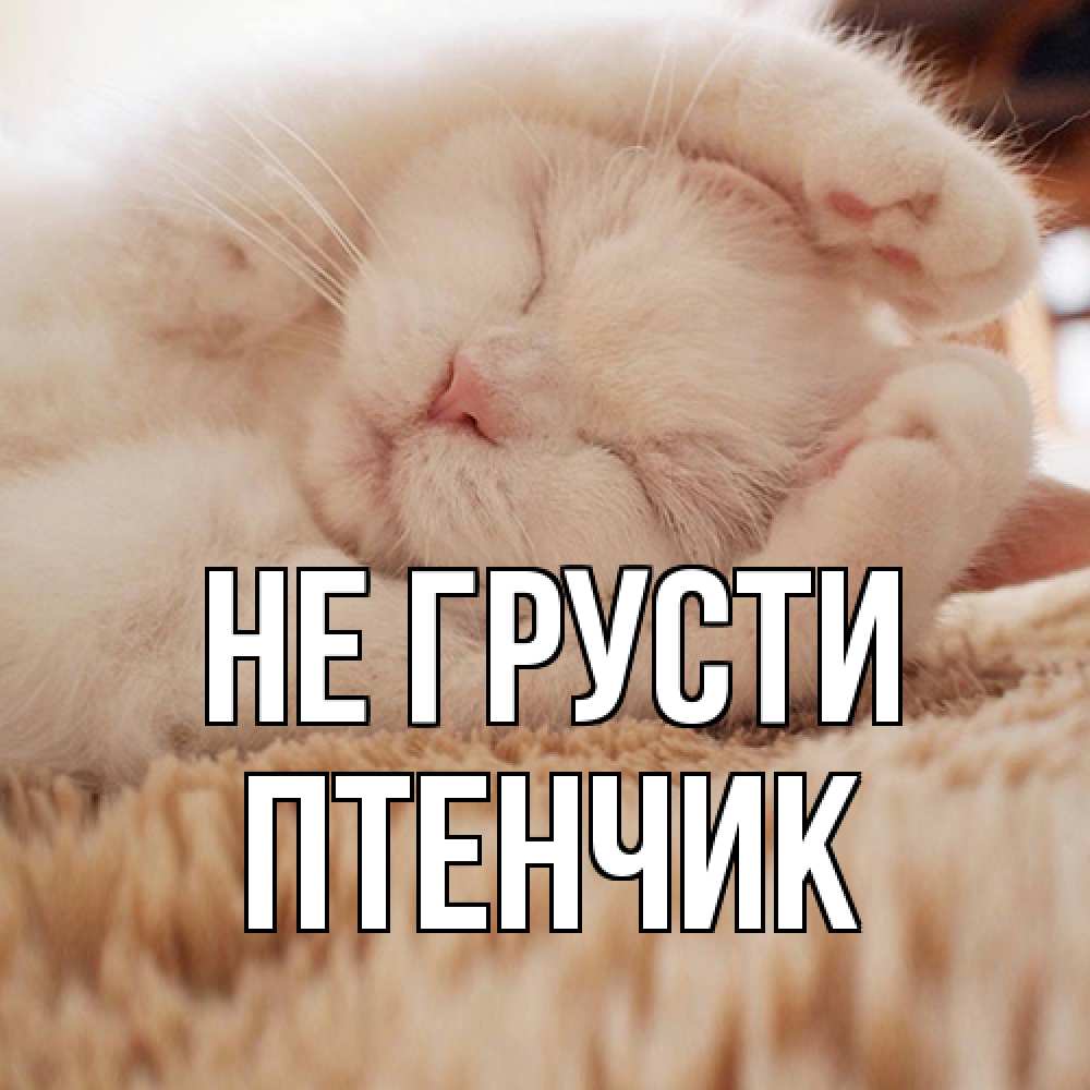Открытка на каждый день с именем, Птенчик Не грусти белый кот Прикольная открытка с пожеланием онлайн скачать бесплатно 