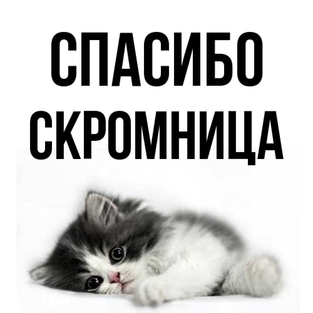 Открытка на каждый день с именем, Скромница Спасибо черный и белый кот Прикольная открытка с пожеланием онлайн скачать бесплатно 