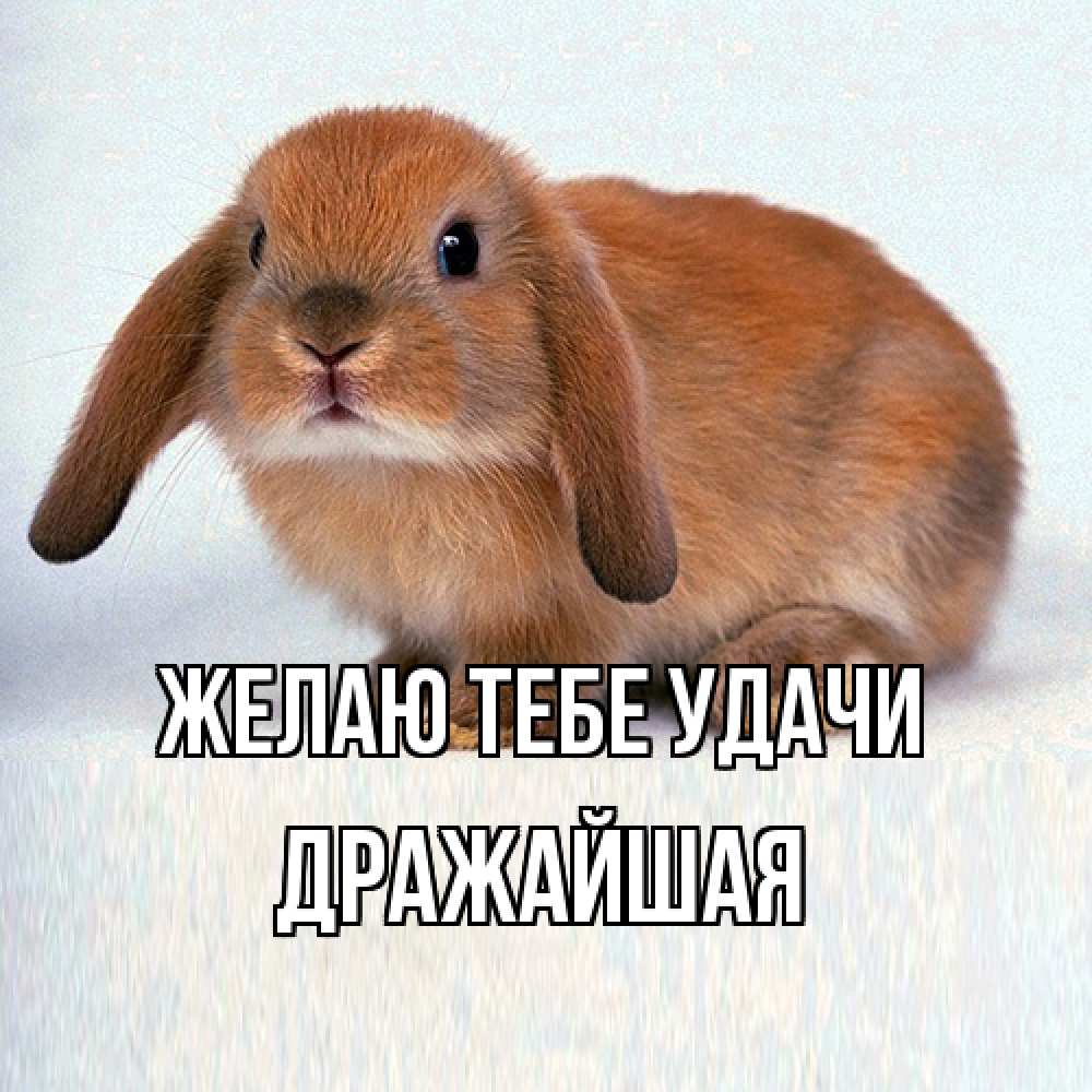 Открытка на каждый день с именем, дражайшая Желаю тебе удачи вставить текст в открытку по выбору Прикольная открытка с пожеланием онлайн скачать бесплатно 