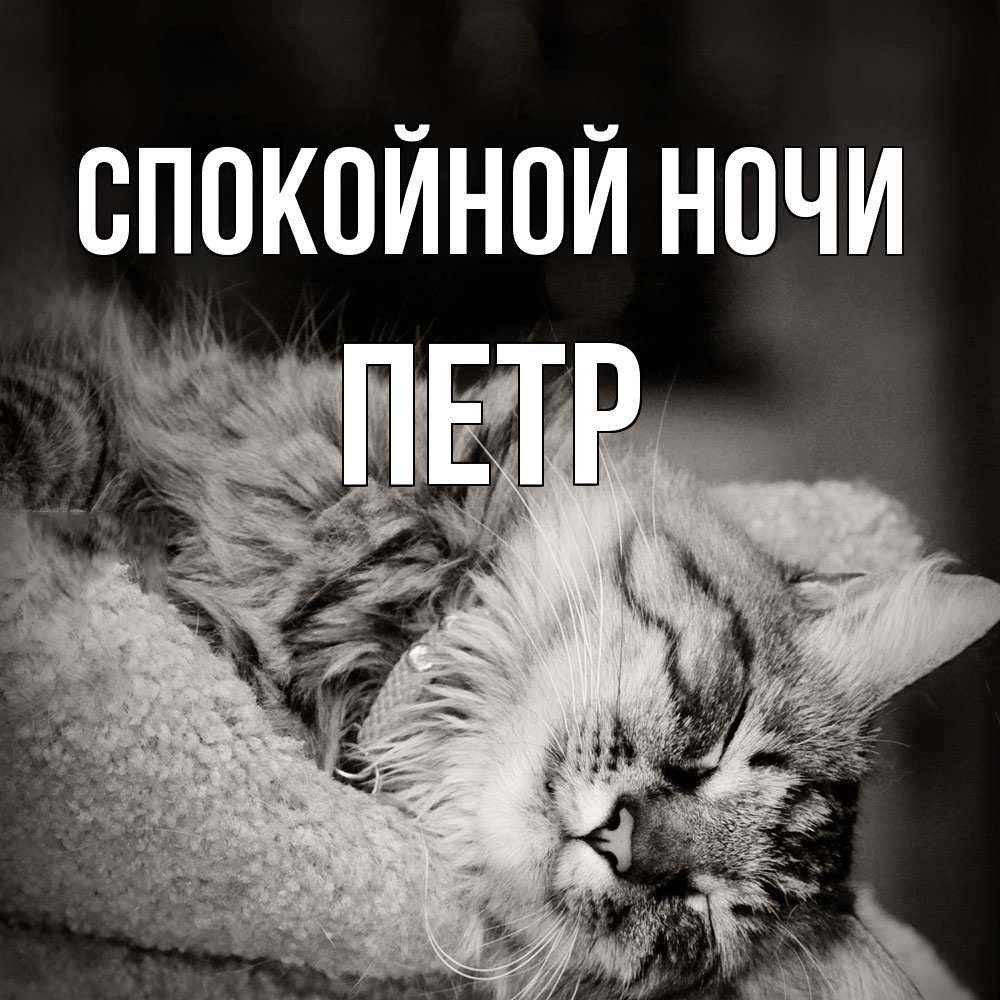 Открытка на каждый день с именем, Петр Спокойной ночи котярик пушистый Прикольная открытка с пожеланием онлайн скачать бесплатно 