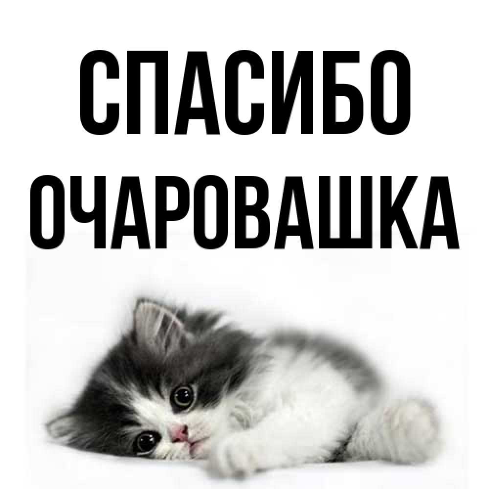 Открытка на каждый день с именем, Очаpовашка Спасибо черный и белый кот Прикольная открытка с пожеланием онлайн скачать бесплатно 