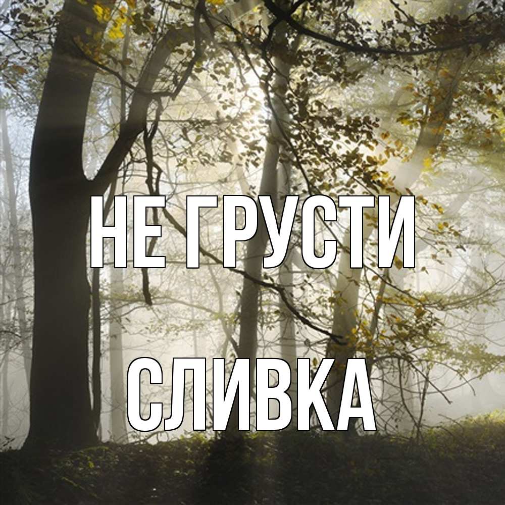 Открытка на каждый день с именем, Сливка Не грусти лес и свет Прикольная открытка с пожеланием онлайн скачать бесплатно 