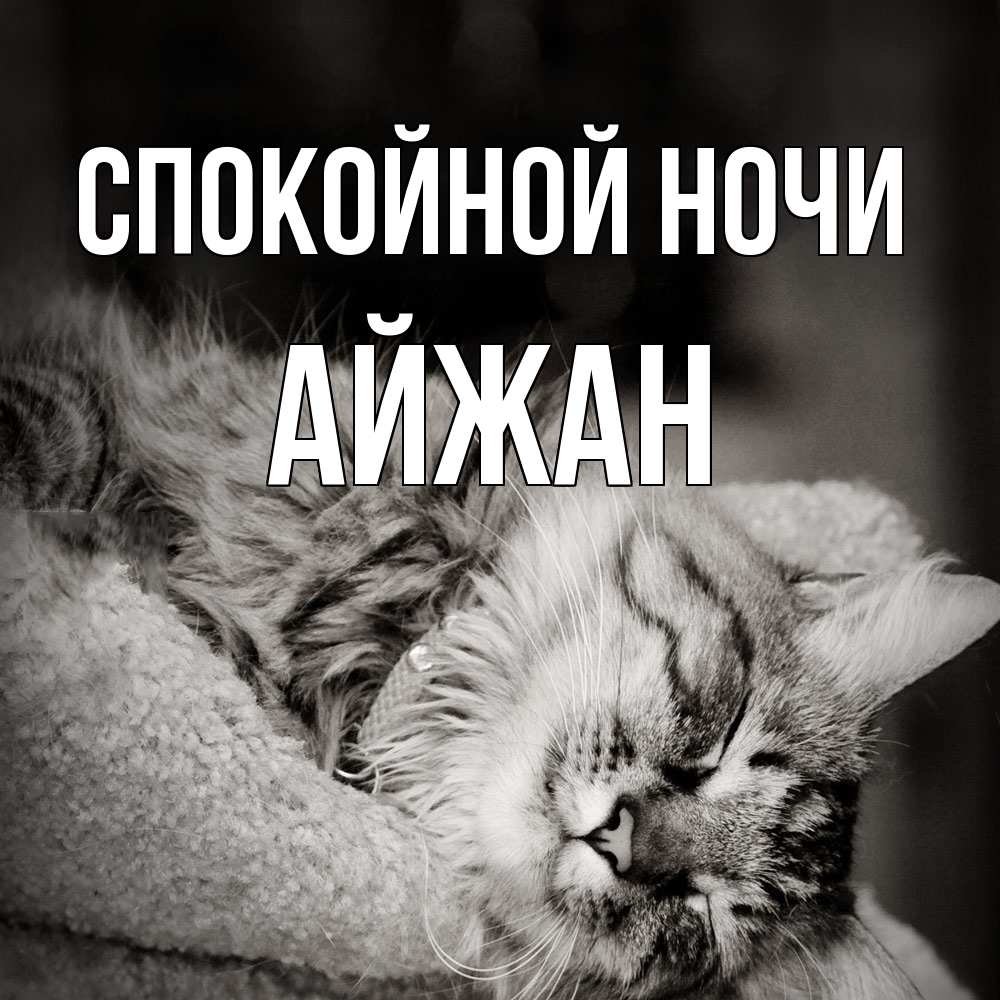 Открытка на каждый день с именем, Айжан Спокойной ночи котярик пушистый Прикольная открытка с пожеланием онлайн скачать бесплатно 