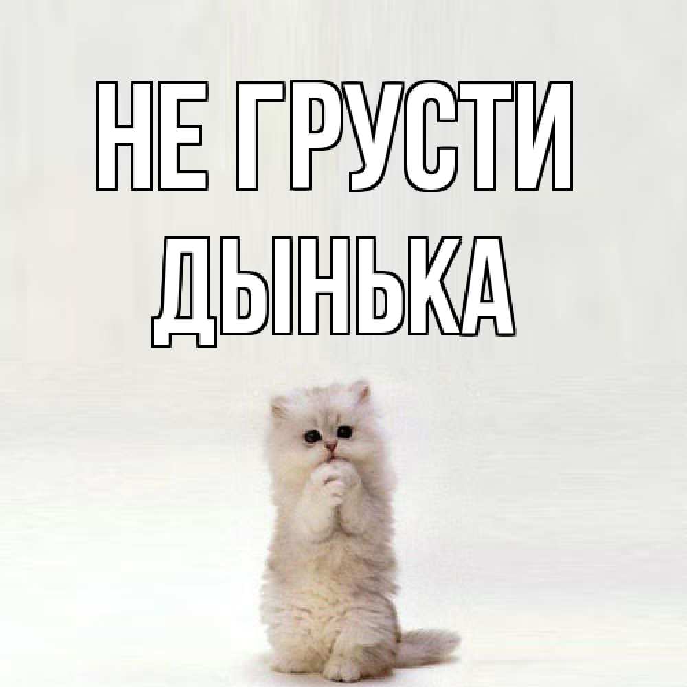 Открытка на каждый день с именем, Дынька Не грусти грустный кот Прикольная открытка с пожеланием онлайн скачать бесплатно 