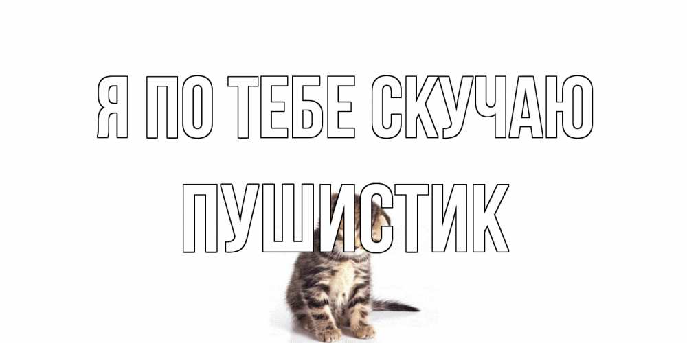 Открытка на каждый день с именем, Пушистик Я по тебе скучаю кот Прикольная открытка с пожеланием онлайн скачать бесплатно 