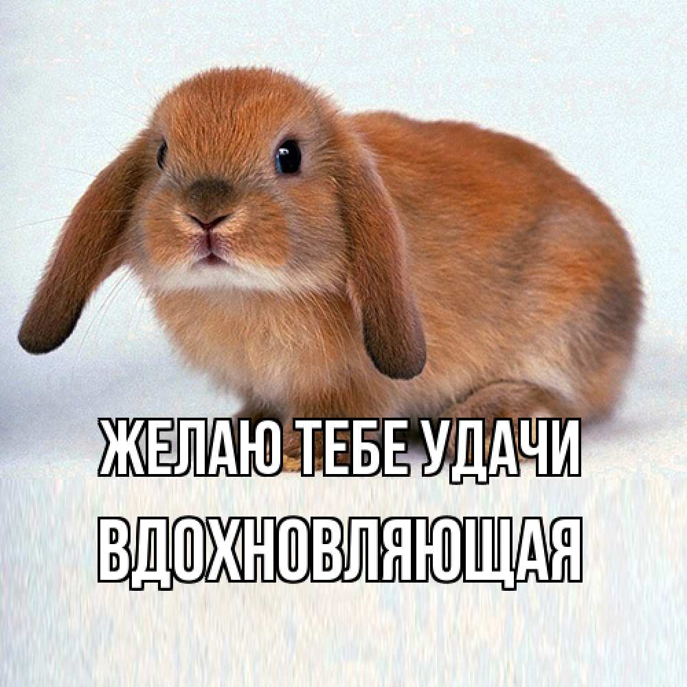 Открытка на каждый день с именем, вдохновляющая Желаю тебе удачи вставить текст в открытку по выбору Прикольная открытка с пожеланием онлайн скачать бесплатно 