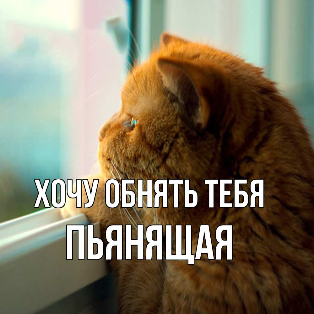 Открытка на каждый день с именем, Пьянящая Хочу обнять тебя большой огромный рыжий котяра Прикольная открытка с пожеланием онлайн скачать бесплатно 