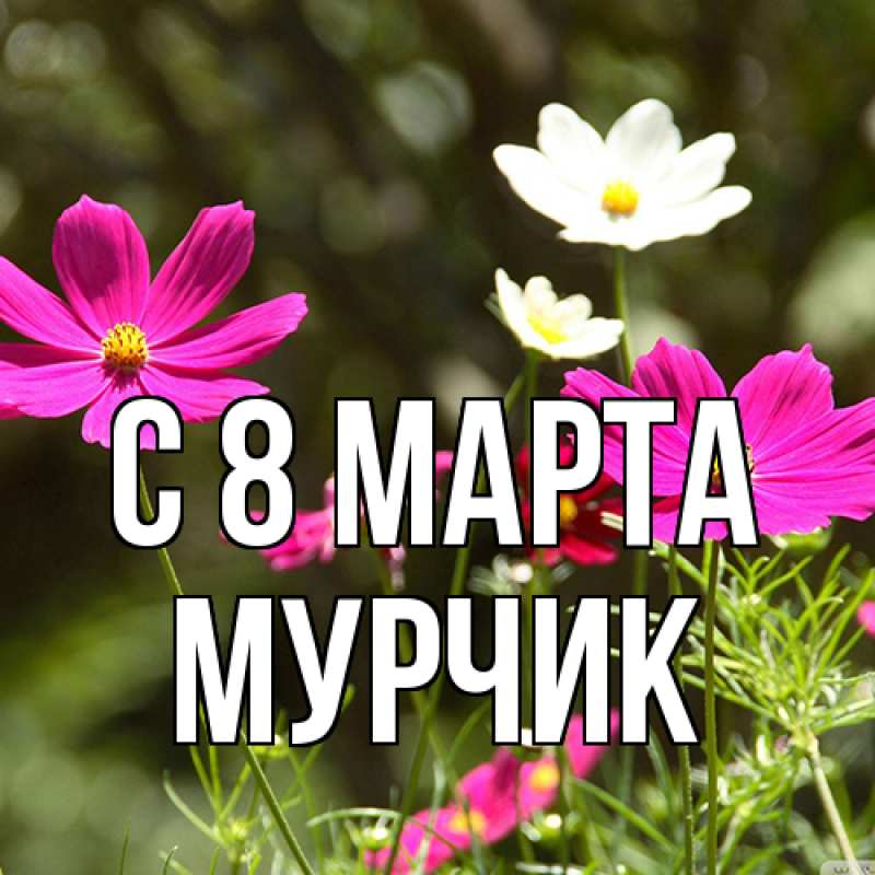 Картинка C 8 МАРТА, Мурчик