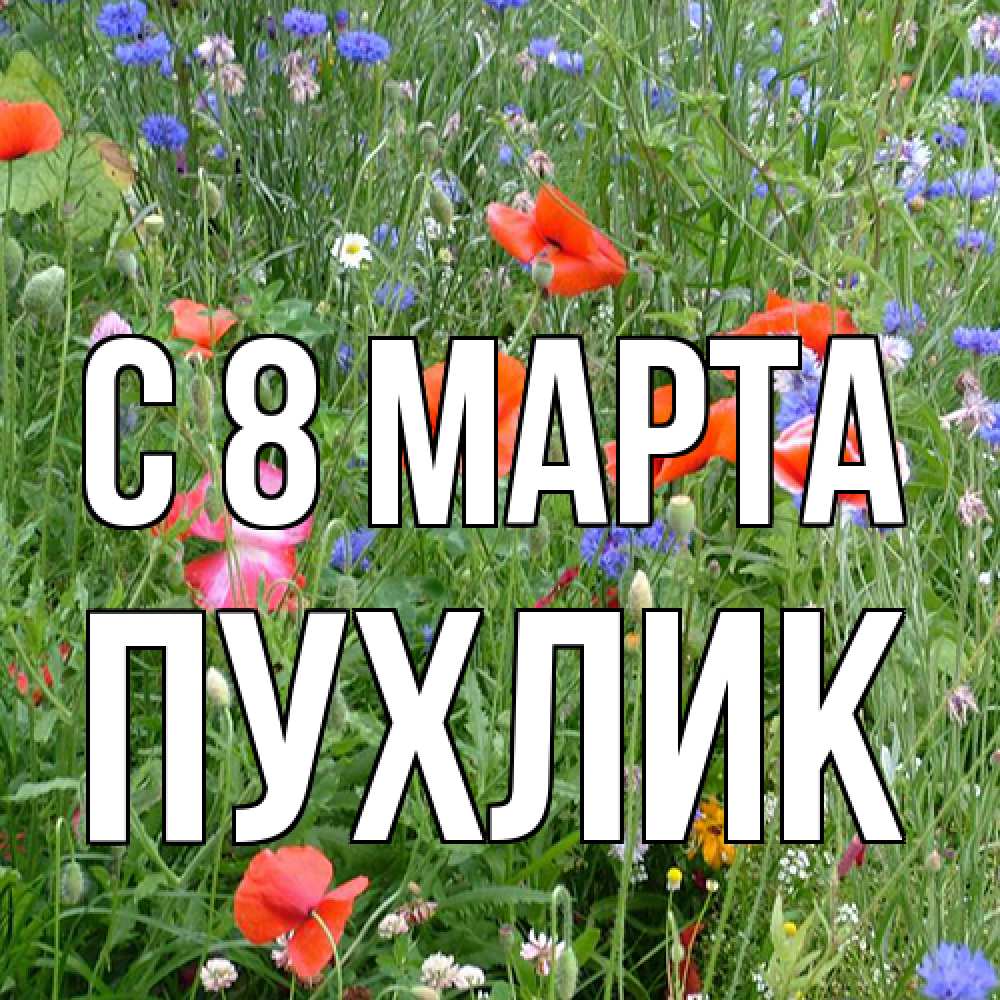 Открытка на каждый день с именем, пухлик C 8 МАРТА международный женский день 4 Прикольная открытка с пожеланием онлайн скачать бесплатно 