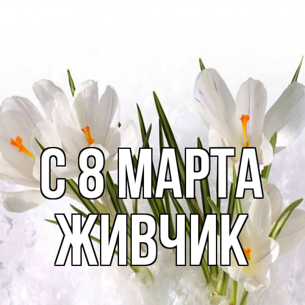 Открытка на каждый день с именем, Живчик C 8 МАРТА под снегом Прикольная открытка с пожеланием онлайн скачать бесплатно 