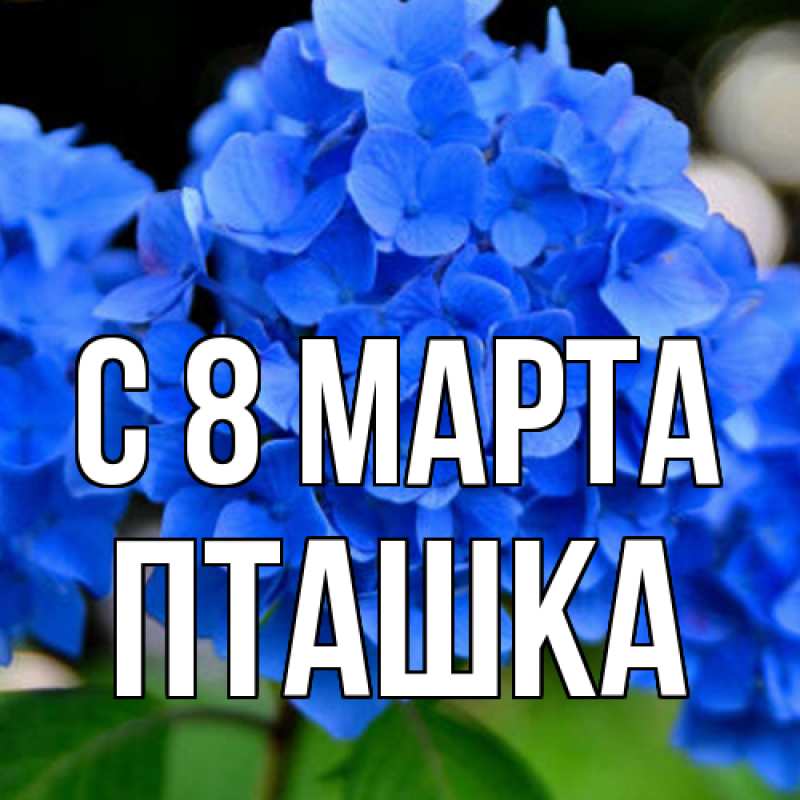 Картинка C 8 МАРТА, пташка