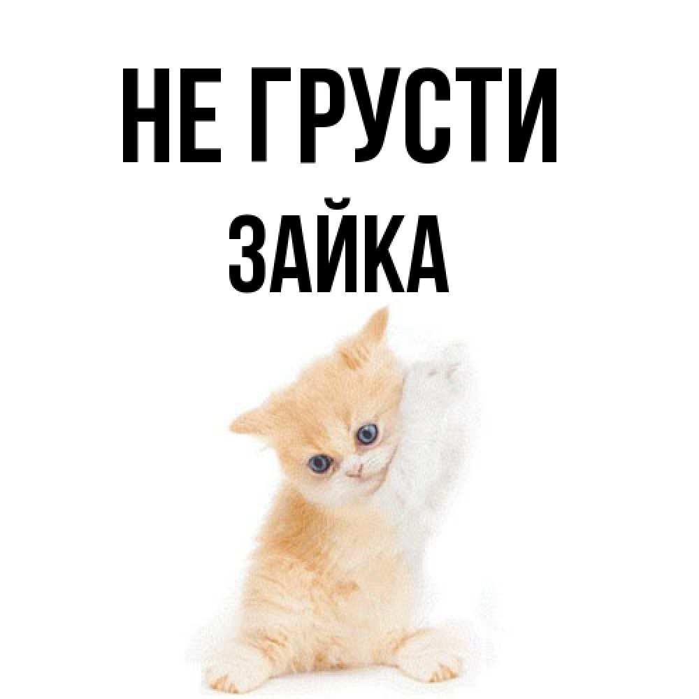 Открытка на каждый день с именем, Зайка Не грусти просящий кот Прикольная открытка с пожеланием онлайн скачать бесплатно 