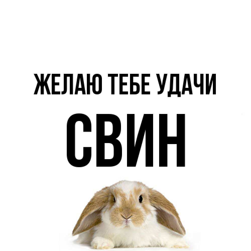 Открытка на каждый день с именем, Свин Желаю тебе удачи открытки с произвольным текстом который можно вставить в открытку и создать ее самостоятельно бесплатно онлайн Прикольная открытка с пожеланием онлайн скачать бесплатно 