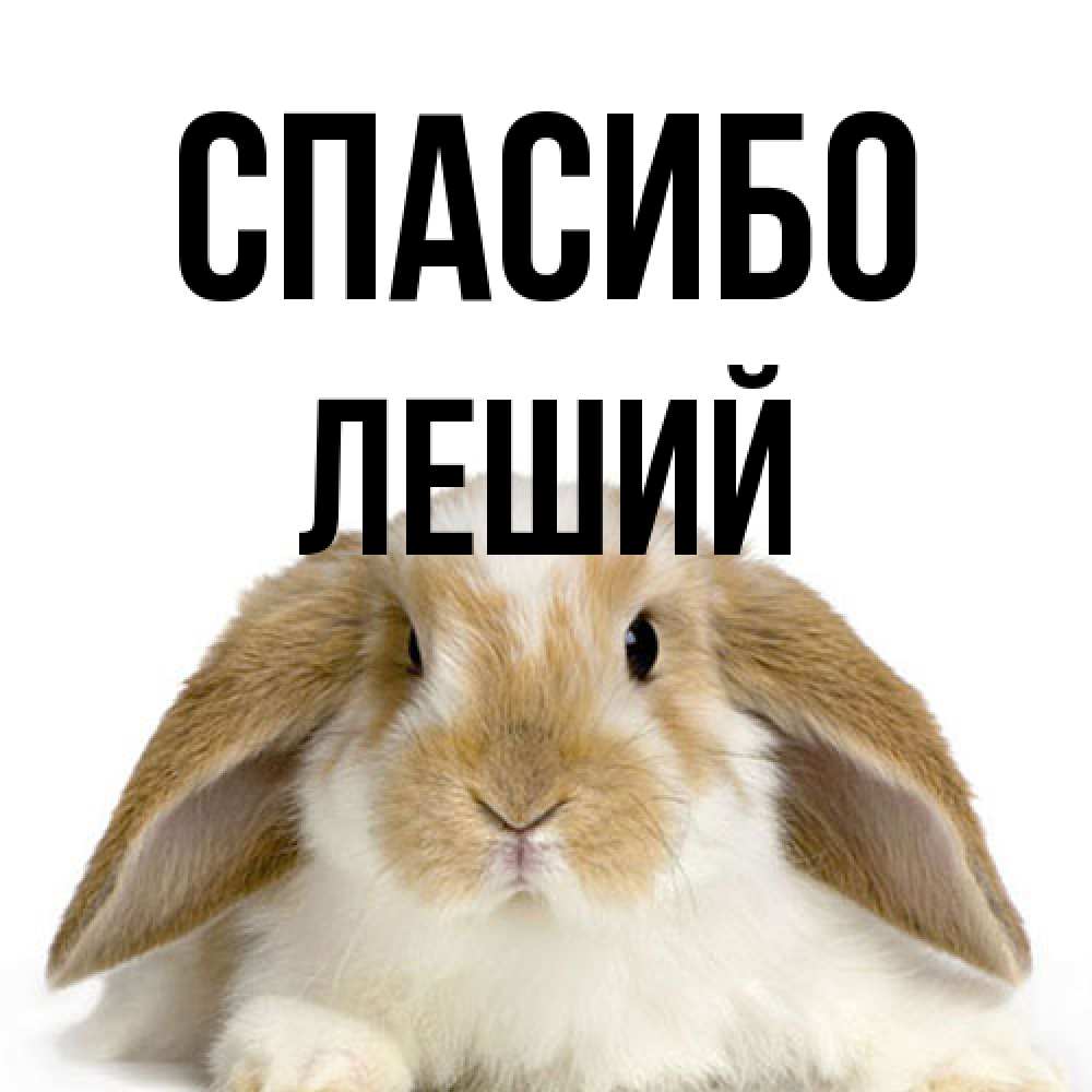 Открытка на каждый день с именем, Леший Спасибо коричнево белый заяц Прикольная открытка с пожеланием онлайн скачать бесплатно 
