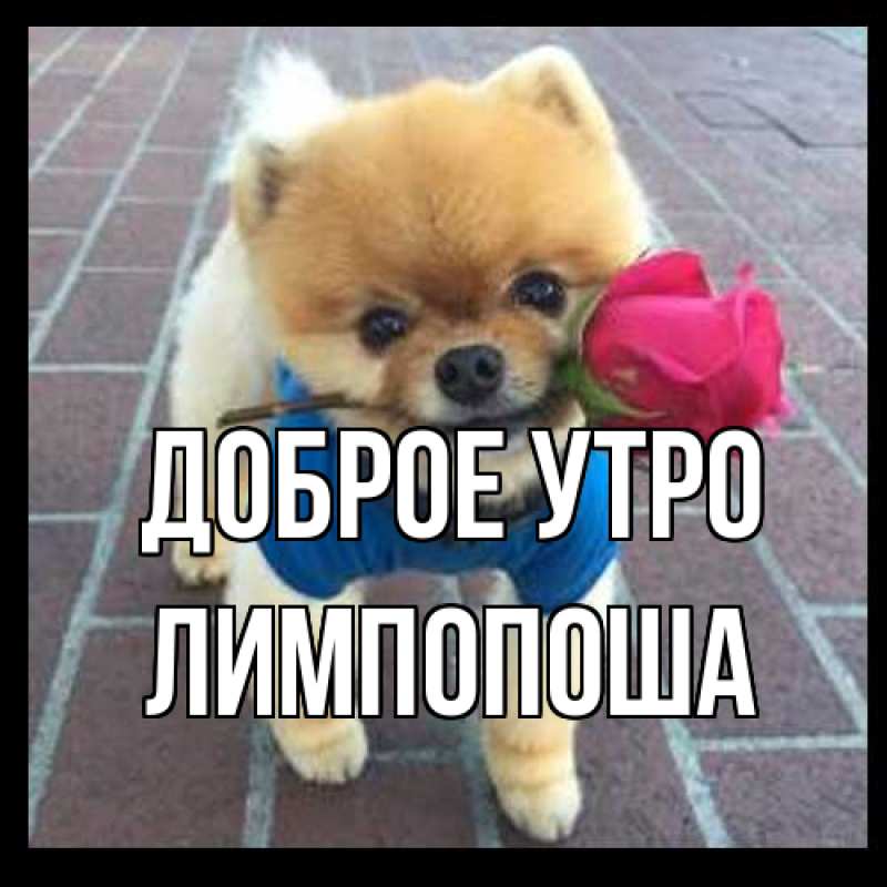 Картинка Доброе утро, лимпопоша