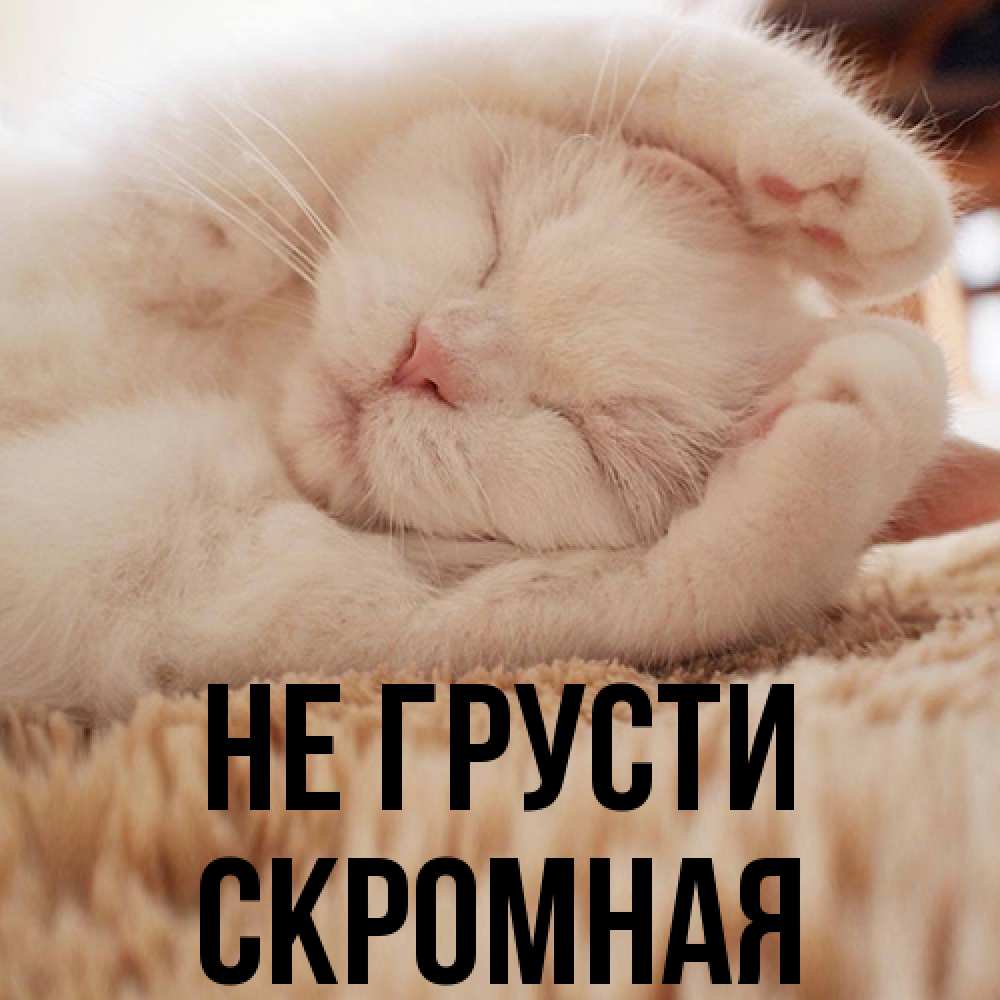 Открытка на каждый день с именем, скромная Не грусти Котенок спит Прикольная открытка с пожеланием онлайн скачать бесплатно 