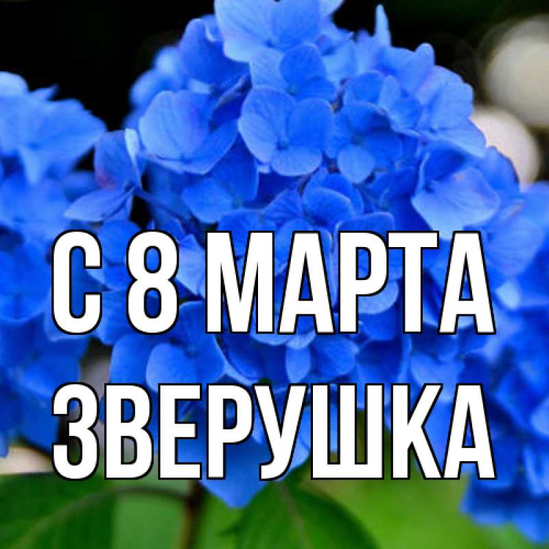 Картинка C 8 МАРТА, Зверушка