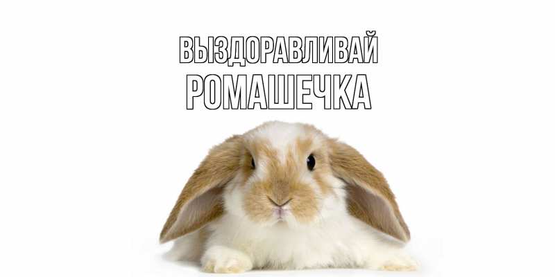 Картинка Выздоравливай, Ромашечка