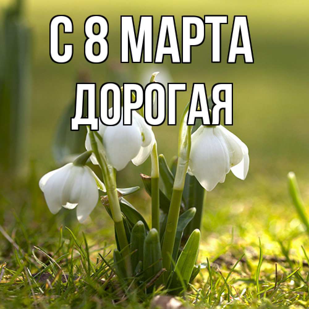 Открытка на каждый день с именем, Дорогая C 8 МАРТА ранние цветы 2 Прикольная открытка с пожеланием онлайн скачать бесплатно 