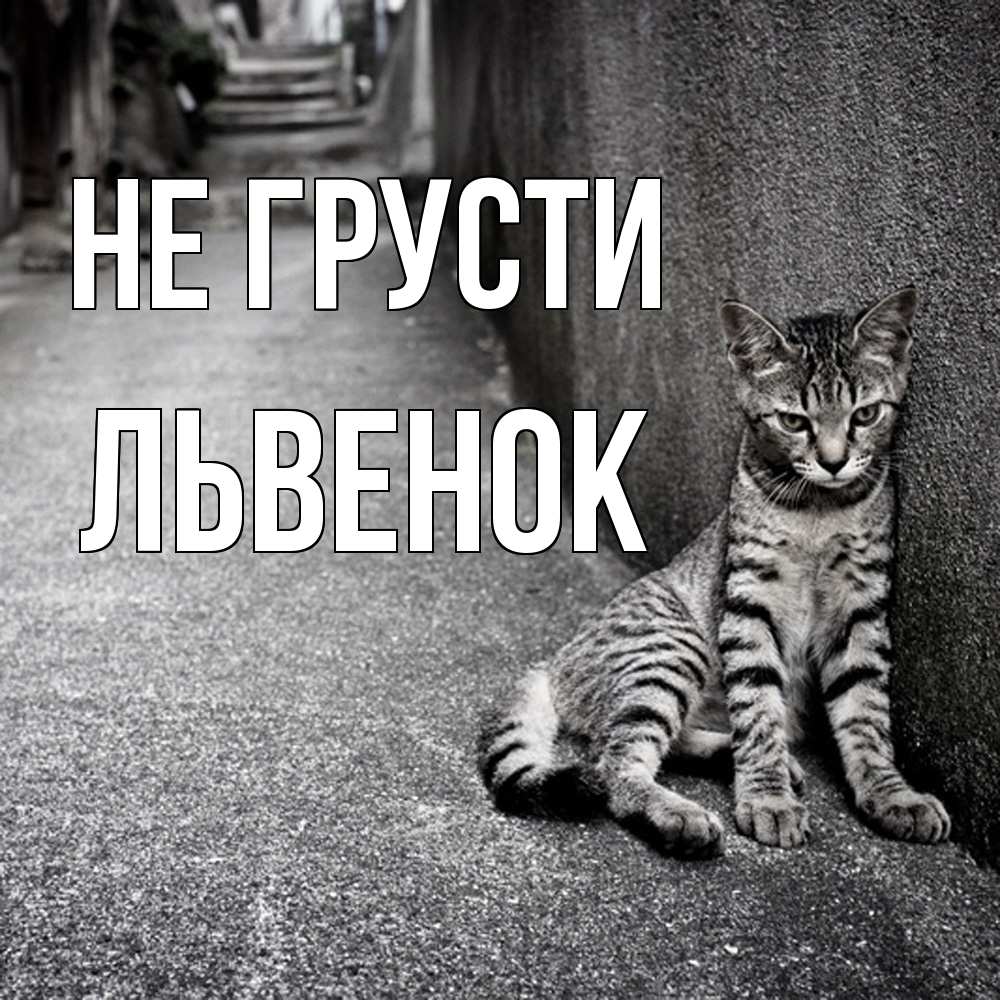 Открытка на каждый день с именем, Львенок Не грусти скучающий котик Прикольная открытка с пожеланием онлайн скачать бесплатно 