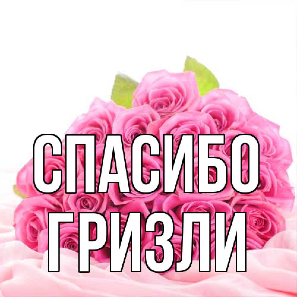 Открытка на каждый день с именем, Гризли Спасибо розовые розы с подписью Прикольная открытка с пожеланием онлайн скачать бесплатно 