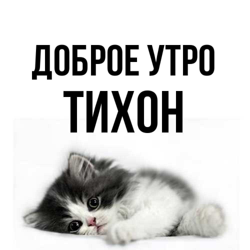 Открытка на каждый день с именем, Тихон Доброе утро кот лапки Прикольная открытка с пожеланием онлайн скачать бесплатно 
