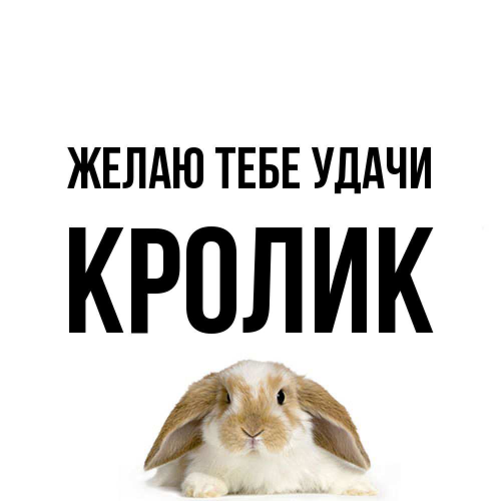 Открытка на каждый день с именем, кролик Желаю тебе удачи открытки с произвольным текстом который можно вставить в открытку и создать ее самостоятельно бесплатно онлайн Прикольная открытка с пожеланием онлайн скачать бесплатно 