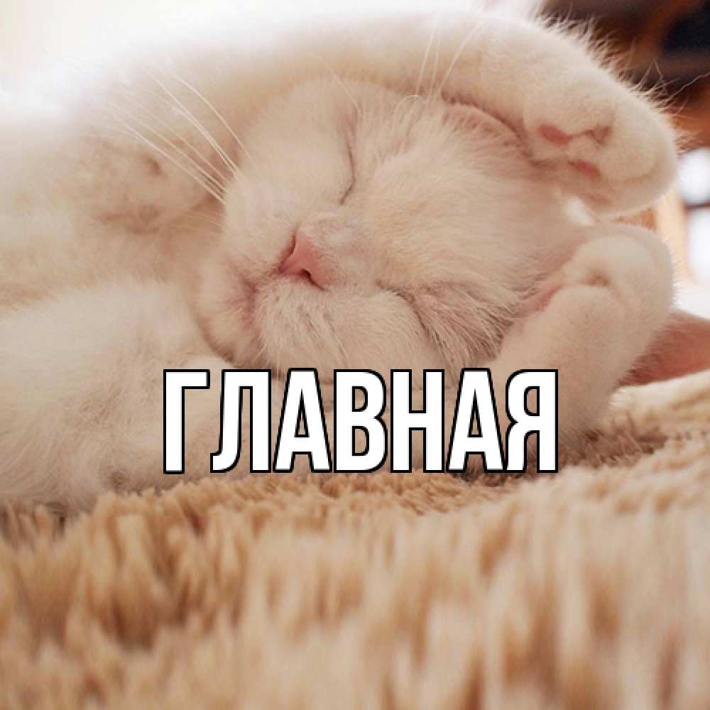 Открытка на каждый день с именем, Анна Главная белый кот Прикольная открытка с пожеланием онлайн скачать бесплатно 