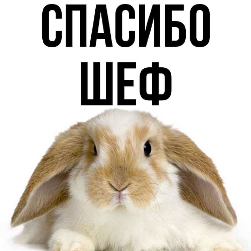 Картинка Спасибо, Шеф