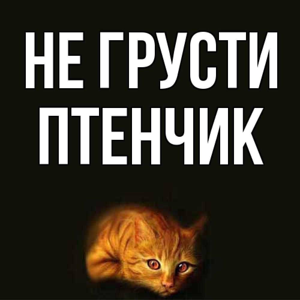 Открытка на каждый день с именем, Птенчик Не грусти лежащий кот в темноте Прикольная открытка с пожеланием онлайн скачать бесплатно 