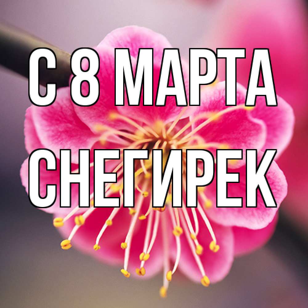 Открытка на каждый день с именем, снегирек C 8 МАРТА цветы Прикольная открытка с пожеланием онлайн скачать бесплатно 