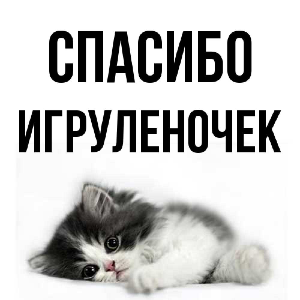 Открытка на каждый день с именем, Игpуленочек Спасибо черный и белый кот Прикольная открытка с пожеланием онлайн скачать бесплатно 