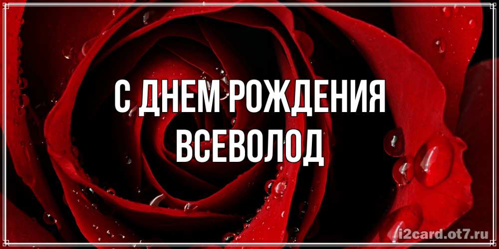 Открытка на каждый день с именем, Всеволод С днем рождения крупная бордовая роза Прикольная открытка с пожеланием онлайн скачать бесплатно 