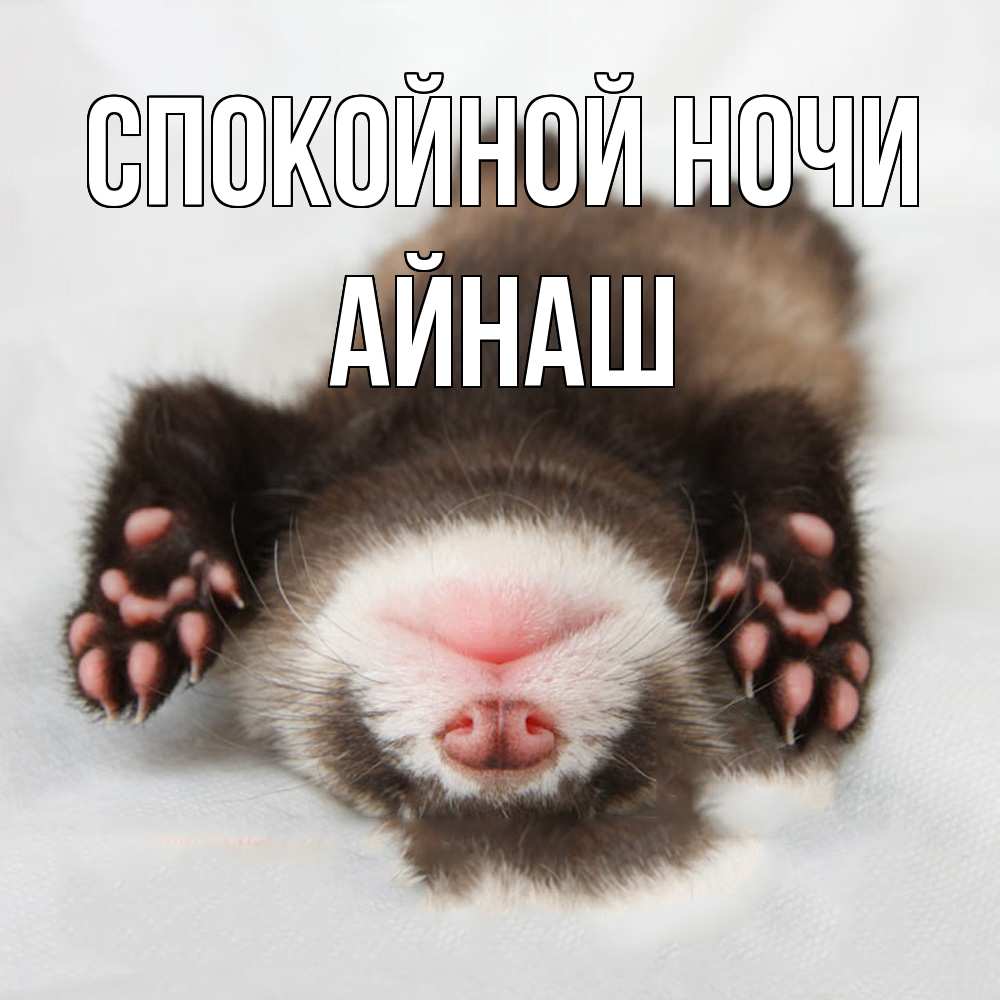 Открытка на каждый день с именем, Айнаш Спокойной ночи зверек Прикольная открытка с пожеланием онлайн скачать бесплатно 