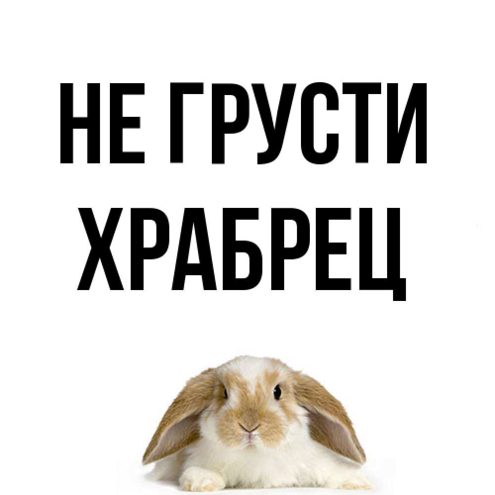 Открытка на каждый день с именем, Храбрец Не грусти коричнево белый заяц с большими ушками Прикольная открытка с пожеланием онлайн скачать бесплатно 